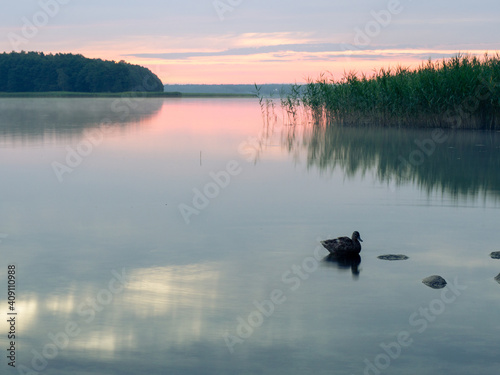 Fototapeta Naklejka Na Ścianę i Meble -  Sunrise wild lake landscape. Swimming duck, reeds, blue and violet. Masuria in Poland.