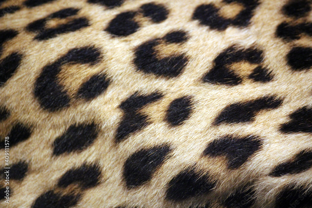 leopard skin pattern background real fur leopard skin pattern background real fur