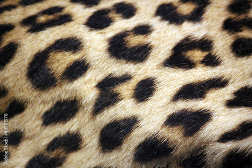 leopard skin pattern background real fur 