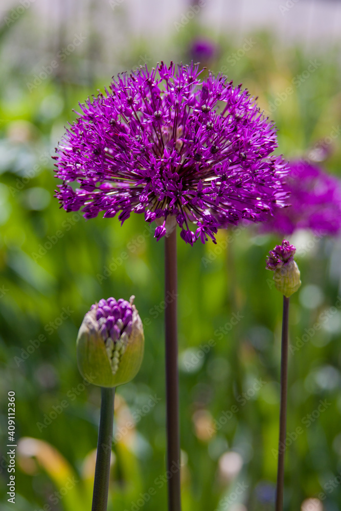 Fototapeta premium Ein lila strahlende Blume namens allium aflatunense