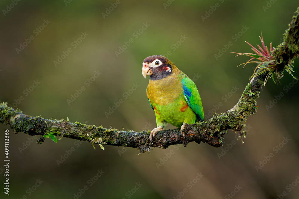 Brown-hooded Parrot - Pyrilia haematotis small bird in the tropical forest which is a resident breeding species from southeastern Mexico to north-western Colombia. Green background with flower