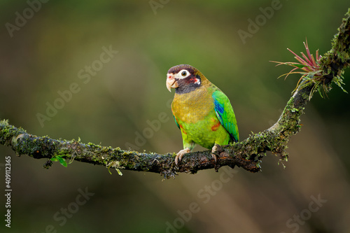 Brown-hooded Parrot - Pyrilia haematotis small bird in the tropical forest which is a resident breeding species from southeastern Mexico to north-western Colombia. Green background with flower