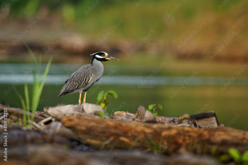 Yellow-crowned Night-Heron - Nyctanassa violacea is bird night herons found in the Americas, known as the Bihoreau Violace in French and Pedrete Corona Clara in Spanish, water and green background Yellow-crowned Night-Heron - Nyctanassa violacea is bird night herons found in the Americas, known as the Bihoreau Violace in French and Pedrete Corona Clara in Spanish, water and green background