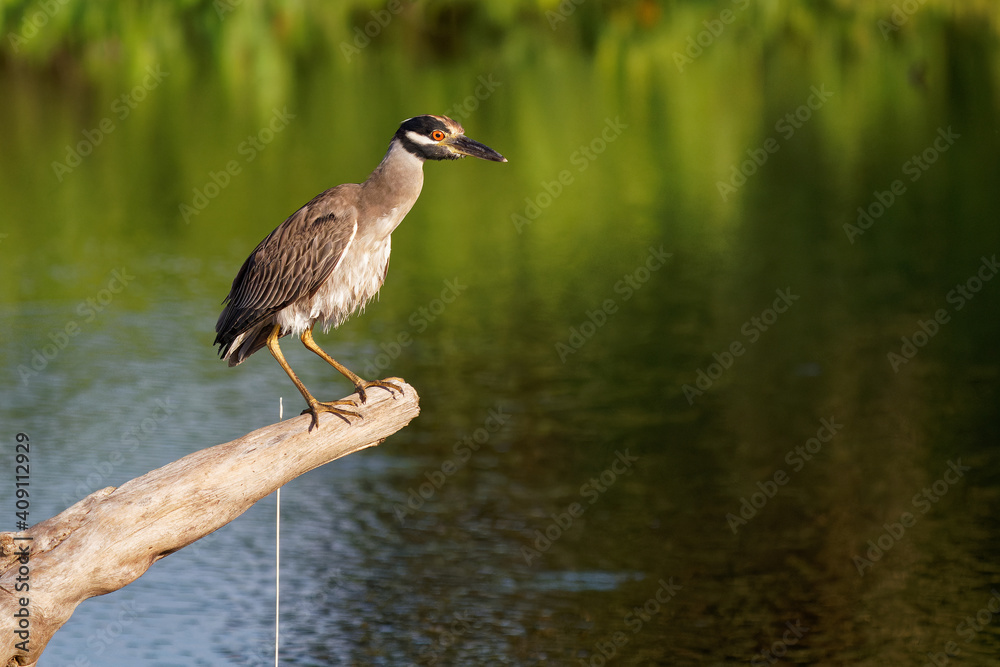 Yellow-crowned Night-Heron - Nyctanassa violacea is bird night herons found in the Americas, known as the Bihoreau Violace in French and Pedrete Corona Clara in Spanish, water and green background Yellow-crowned Night-Heron - Nyctanassa violacea is bird night herons found in the Americas, known as the Bihoreau Violace in French and Pedrete Corona Clara in Spanish, water and green background