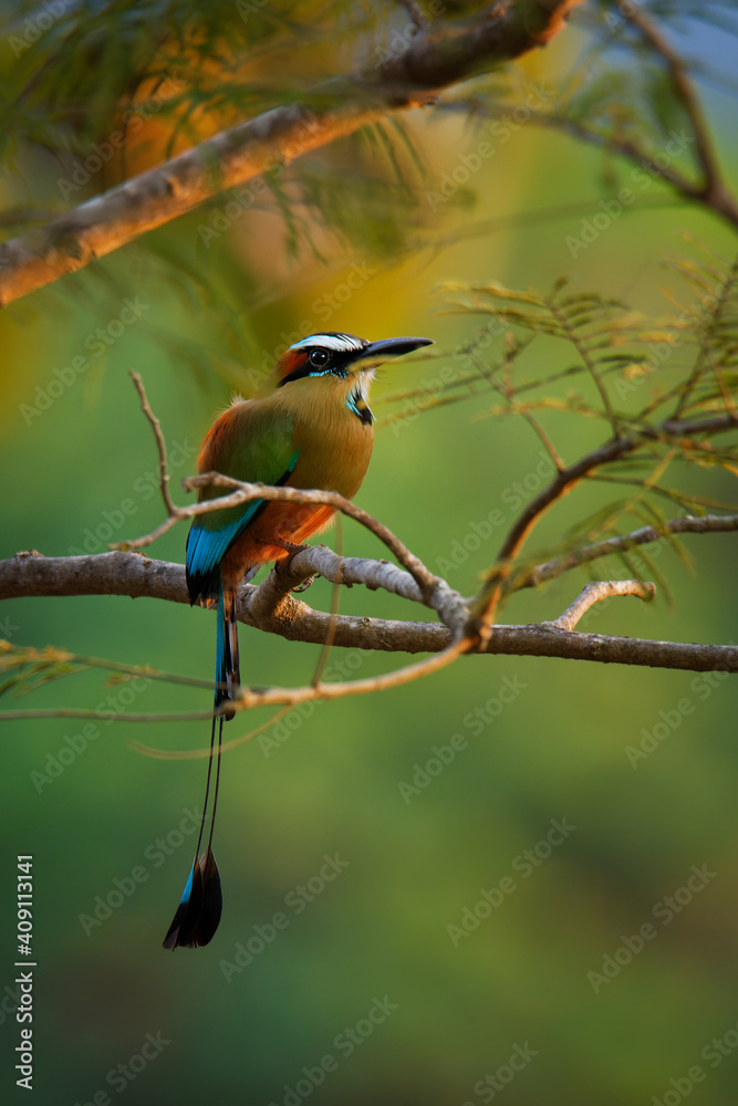Naklejka premium Turquoise-browed motmot - Eumomota superciliosa also Torogoz, colourful tropical bird Momotidae with long tail, Central America from south-east Mexico to Costa Rica
