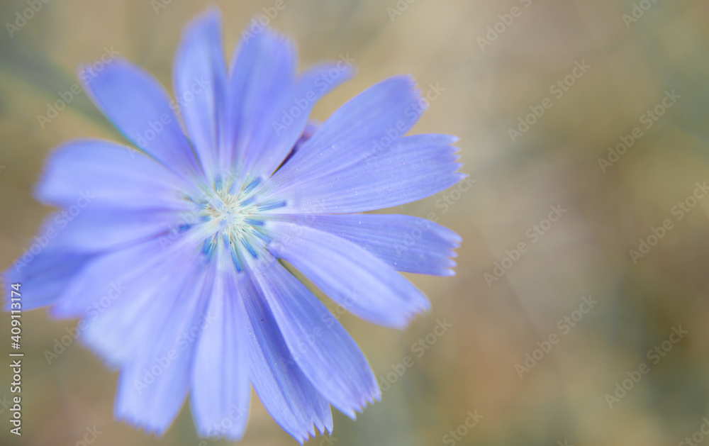 Field blue flower cornflower shot close up on a beautiful background in a summer meadow