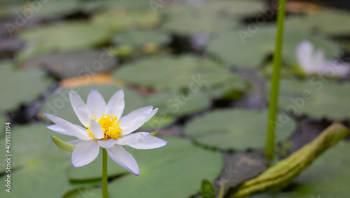 Beautiful water lily flower blooming in the water - white lotus  on the background of leaves on the surface of the lake