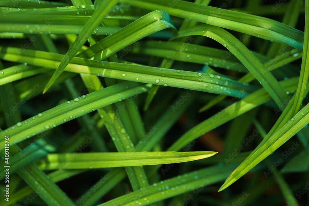 fresh drops of water after the rain on the green leaves in the garden fresh drops of water after the rain on the green leaves in the garden