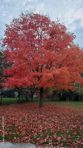 Tree changing color in Autumn Fall