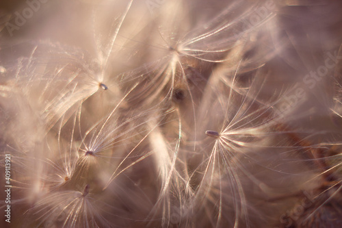 soft focused thistle parashute fluffy seeds with warm sunset light - close up, natural, soft and textured abstract background