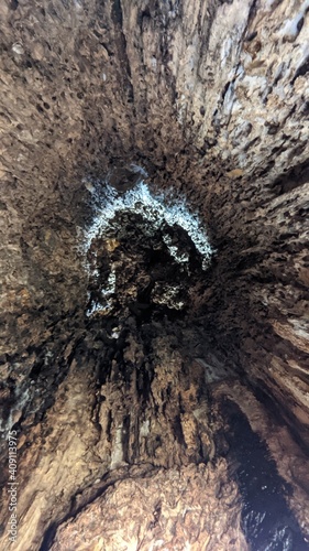 Inside of a hallow tree