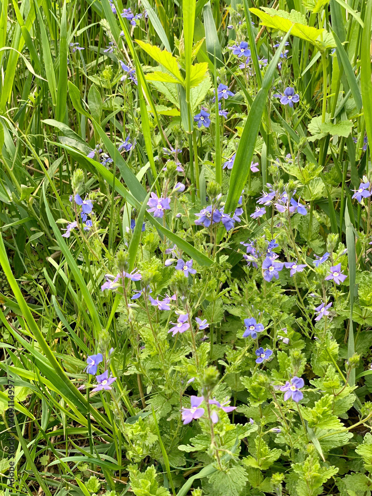 Fototapeta premium Blue delicate wildflowers Veronica Chamaedrys on green meadow. Nice dayflowers on lawn. Fresh light green grass field. First spring flowers. 
