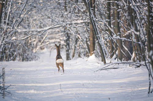 Deer running scared in snowy forest in enchanting landscape. Magical winter environment. Trees covered with snow.