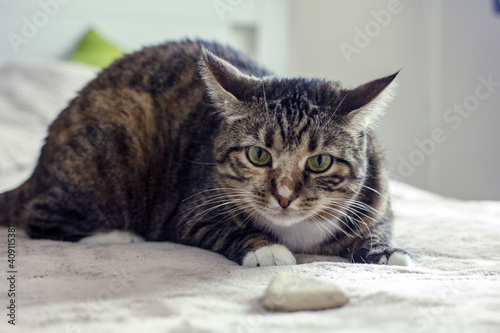 Tabby cat with a cute face. The concept of a cozy pastime with pets