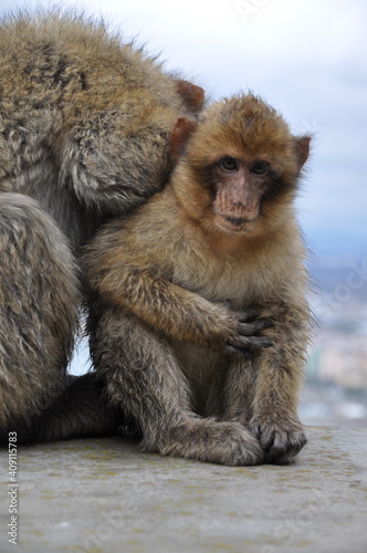 Cute ape cub looks into camera. Furry Barbary macaques in Gibraltar. Primate animals mum and baby with blurry overcast sky background and copy space © Ninel