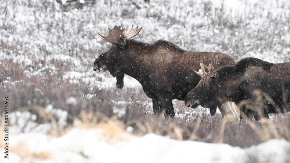Moose in the Canadian wilderness Moose in the Canadian wilderness