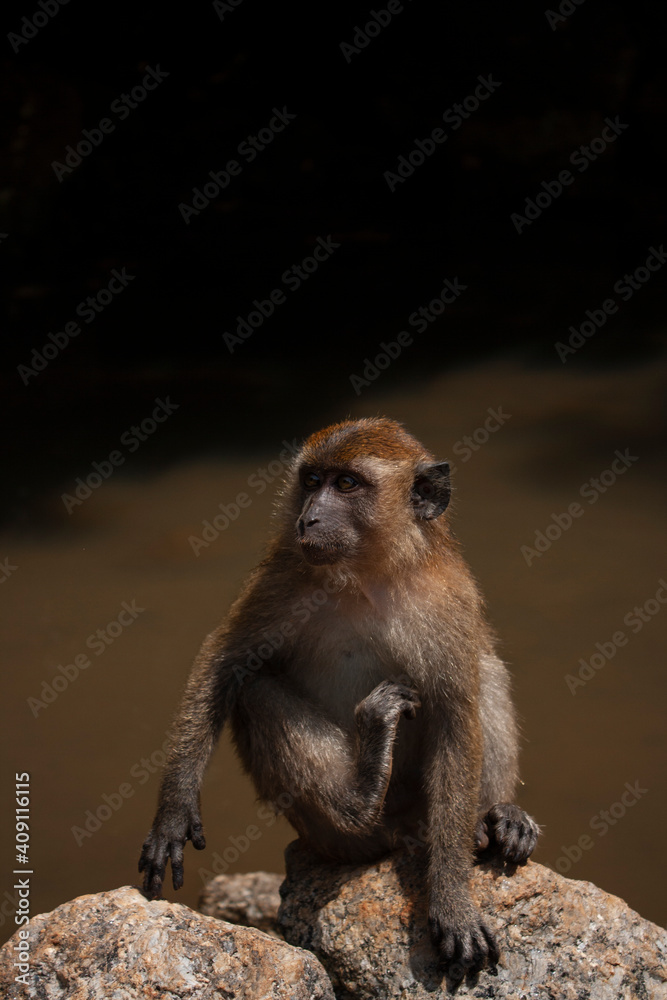 Obraz premium Monkey at Lagnkawi Island