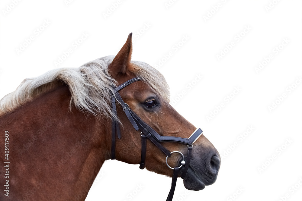 Fototapeta premium Portrait of chocolate silver horse in a leather bridle in profile