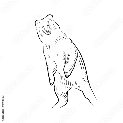 Sketch of standing up bear. Surprised or afraid.