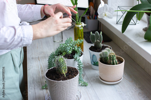 Home gardening blogger hydrating plants, cactuses in pots on wooden table, woman gardener at work