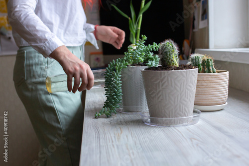 Home gardening blogger hydrating plants, cactuses in pots on wooden table, woman gardener at work