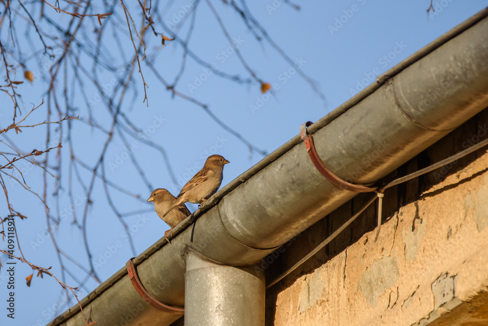 Selective focus photo. House sparrow birds on rooftop. Passer domesticus. Selective focus photo. House sparrow birds on rooftop. Passer domesticus.