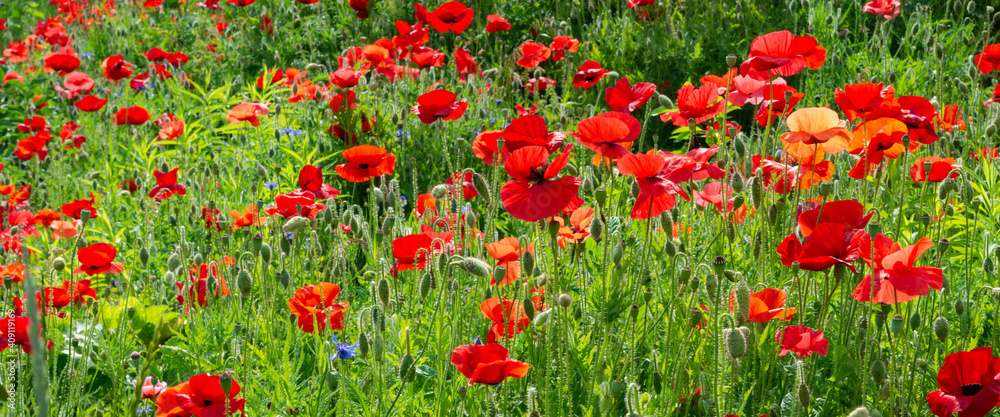 Close up of wild scarlet poppies with blue wildflowers on bright green background on summer sunny day. Wide banner format