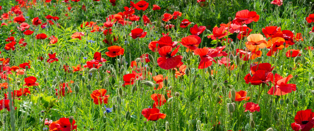 Close up of wild scarlet poppies with blue wildflowers on bright green background on summer sunny day. Wide banner format Close up of wild scarlet poppies with blue wildflowers on bright green background on summer sunny day. Wide banner format