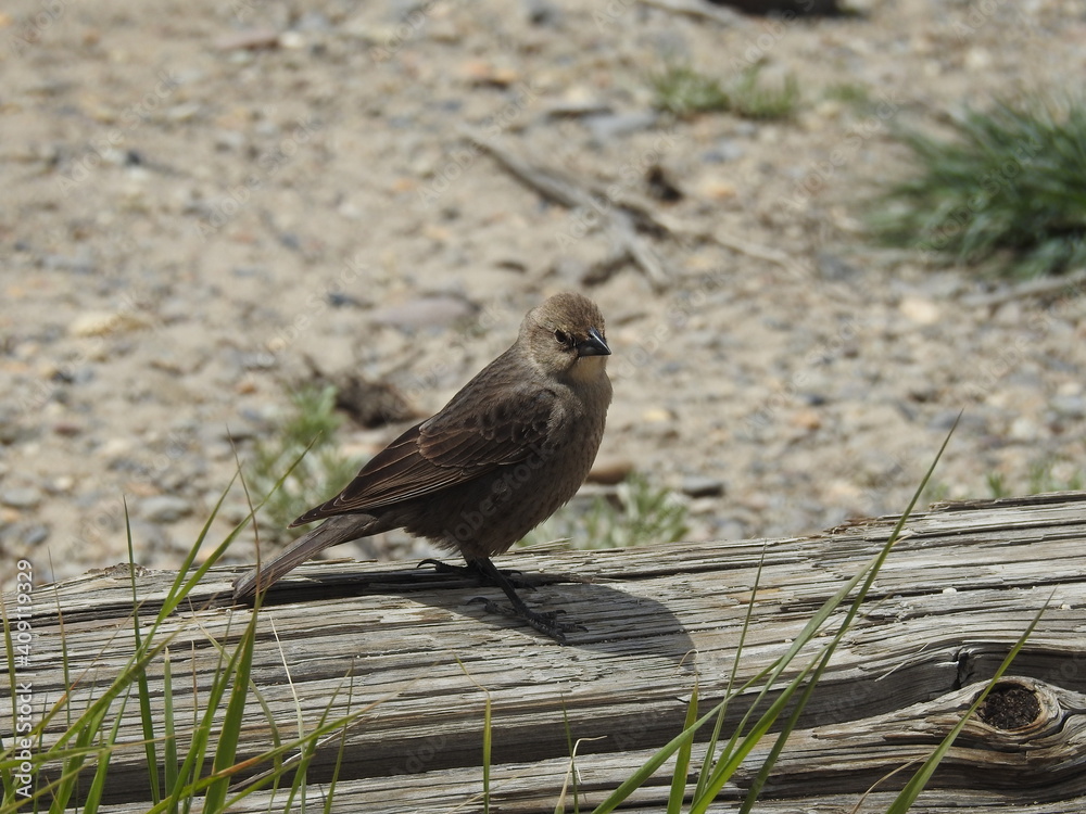 A female, brown-headed cowbird perched on a withered piece of wood in the Sierra Nevada Mountains, Mono County, California. A female, brown-headed cowbird perched on a withered piece of wood in the Sierra Nevada Mountains, Mono County, California.
