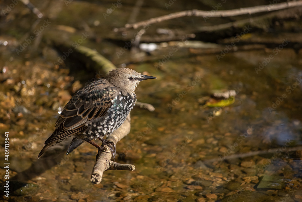 European Starling standing on a branch by the river. (Sturnus vulgaris) European Starling standing on a branch by the river. (Sturnus vulgaris)