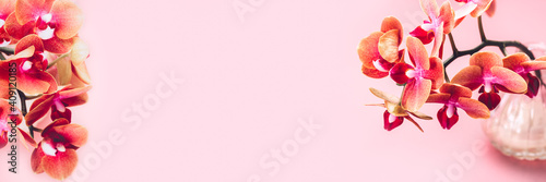 Orange Phalaenopsis Orchid Plant or Moth Orchid in Vase on Pink Background  banner size  copy space