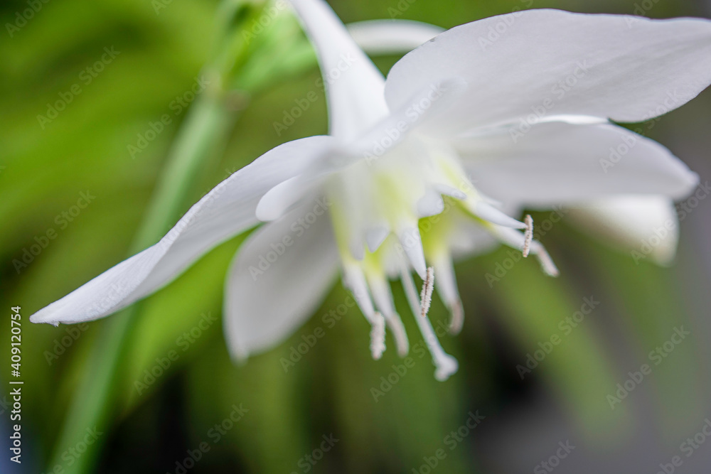 Beautiful white flowers with macro lens taken in Tegucigalpa Beautiful white flowers with macro lens taken in Tegucigalpa