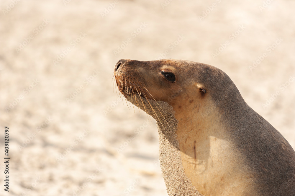 Obraz premium side close-up portrait of a Australian sea lion pup on the beach