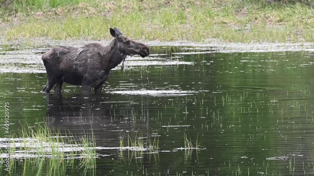 Moose in the Canadian wilderness Moose in the Canadian wilderness