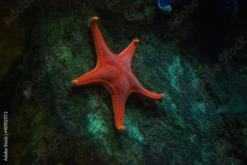 Starfish under the Ocean  © wicomoore21