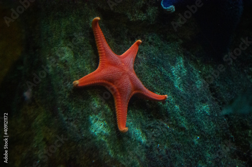 Photography Starfish under the Ocean