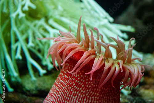 Fototapet Sea Anemone