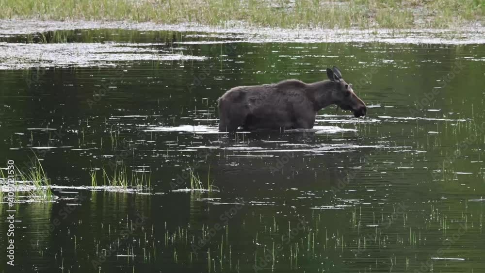 Moose in the Canadian wilderness Moose in the Canadian wilderness
