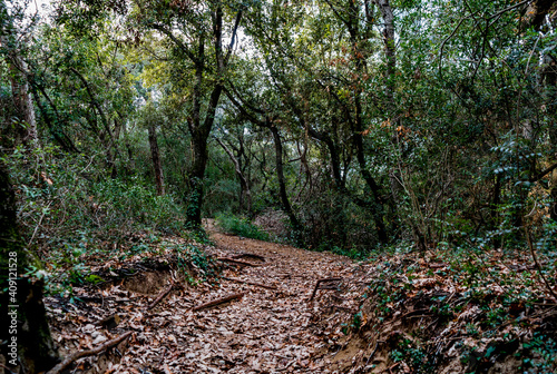 Trail across the the forest of Rimigliano Natural Park, in the municipality of San Vincenzo, province of Livorno, Tuscany, Italy
