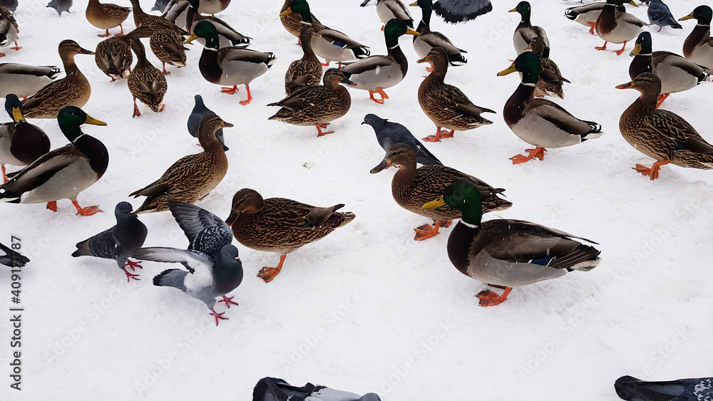 Fototapeta premium lots of wild ducks in the snow in winter