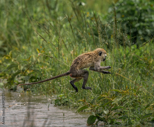 A monkey jumps across a pond