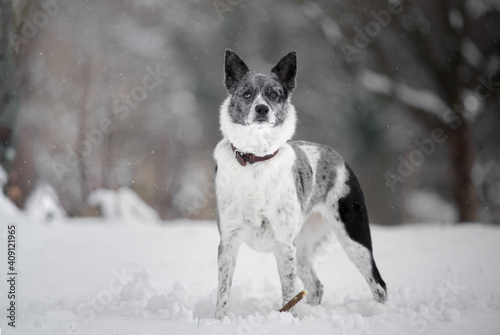 White dog in the snow. Walk with the dog in the winter forest. Winter landscape.