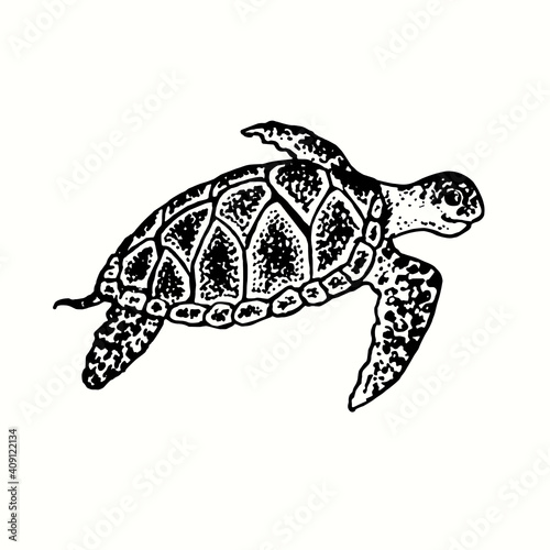 Sea turtle Chelonioidea, marine turtle side view. Ink black and white doodle drawing in woodcut outline style. Vector illustration