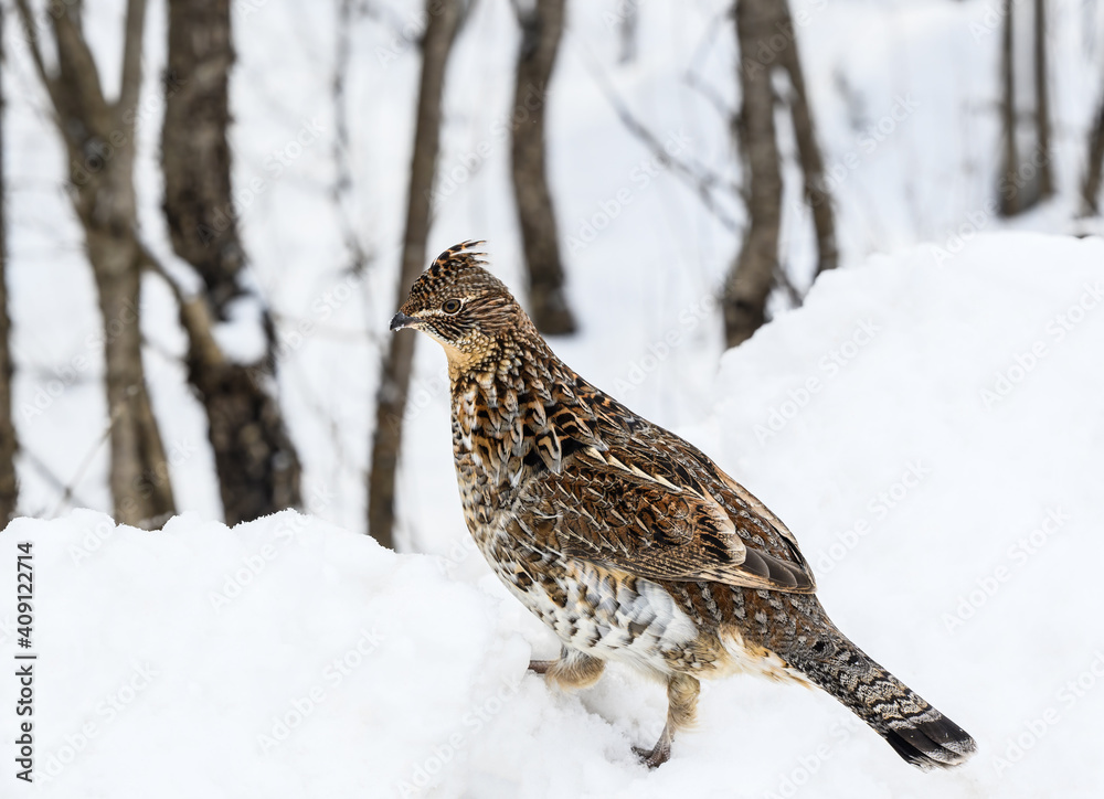 Ruffed Grouse Standing on Snowbank in Winter, Closeup Portrait Ruffed Grouse Standing on Snowbank in Winter, Closeup Portrait