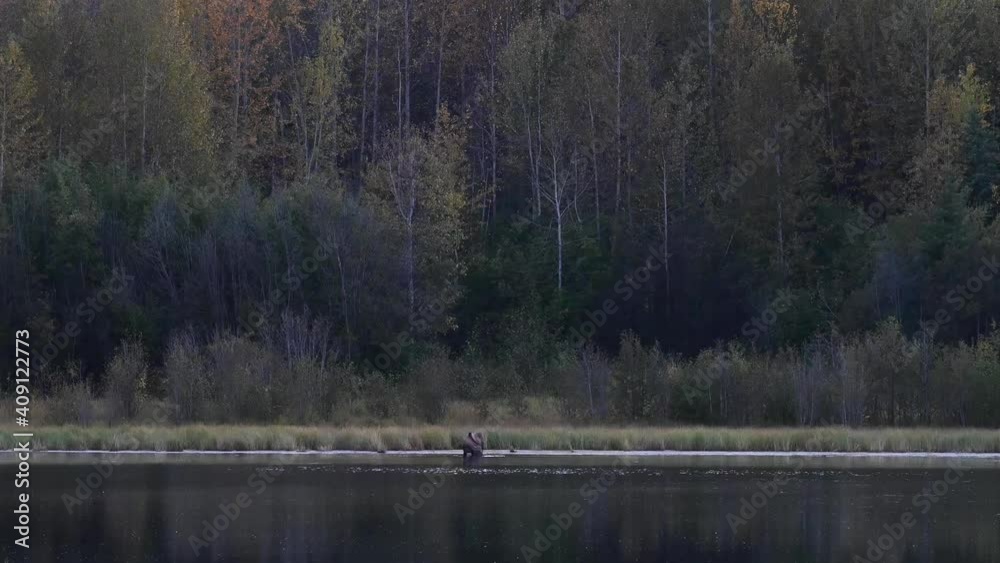 Moose in the Canadian wilderness Moose in the Canadian wilderness
