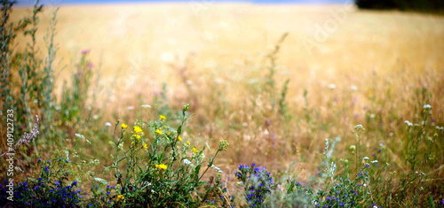 panorama of wildflowers