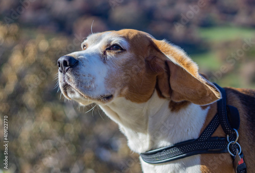 aire de beagle photo
