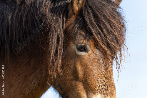 Part of a head of a wild Exmoor pony  against a blue sky in nature reserve in Fochteloo  the Netherlands