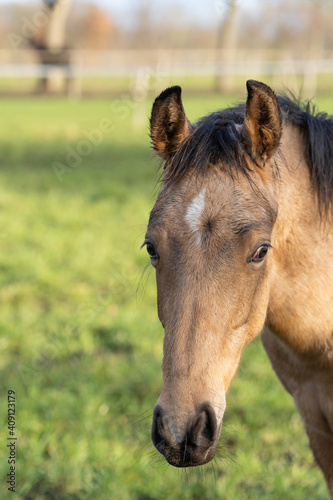 A head of one year old horses in the pasture. A light brown  yellow foal looks straight into the camera