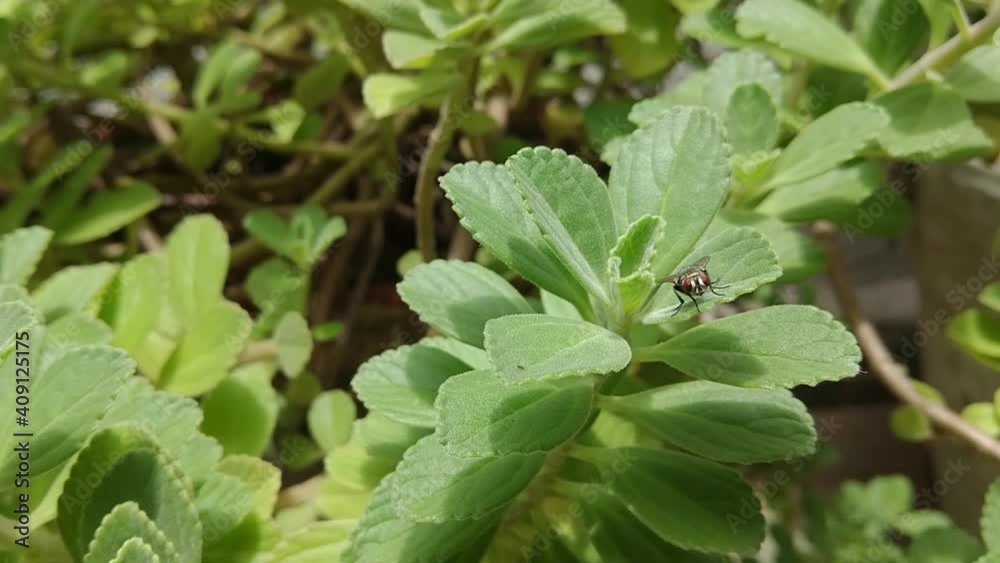 Fly insect on the chilean boldo leaf - Peumus boldus (Boldo-do-chile) Fly insect on the chilean boldo leaf - Peumus boldus (Boldo-do-chile)